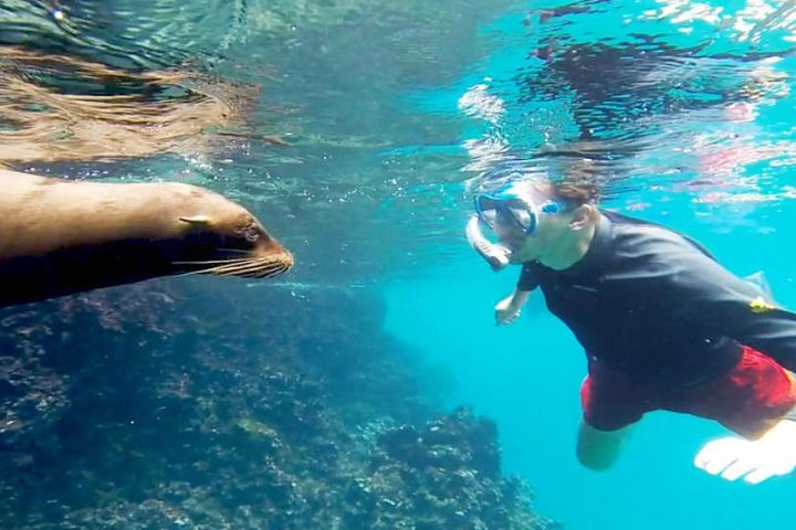 Faune seeing at the snorkeling